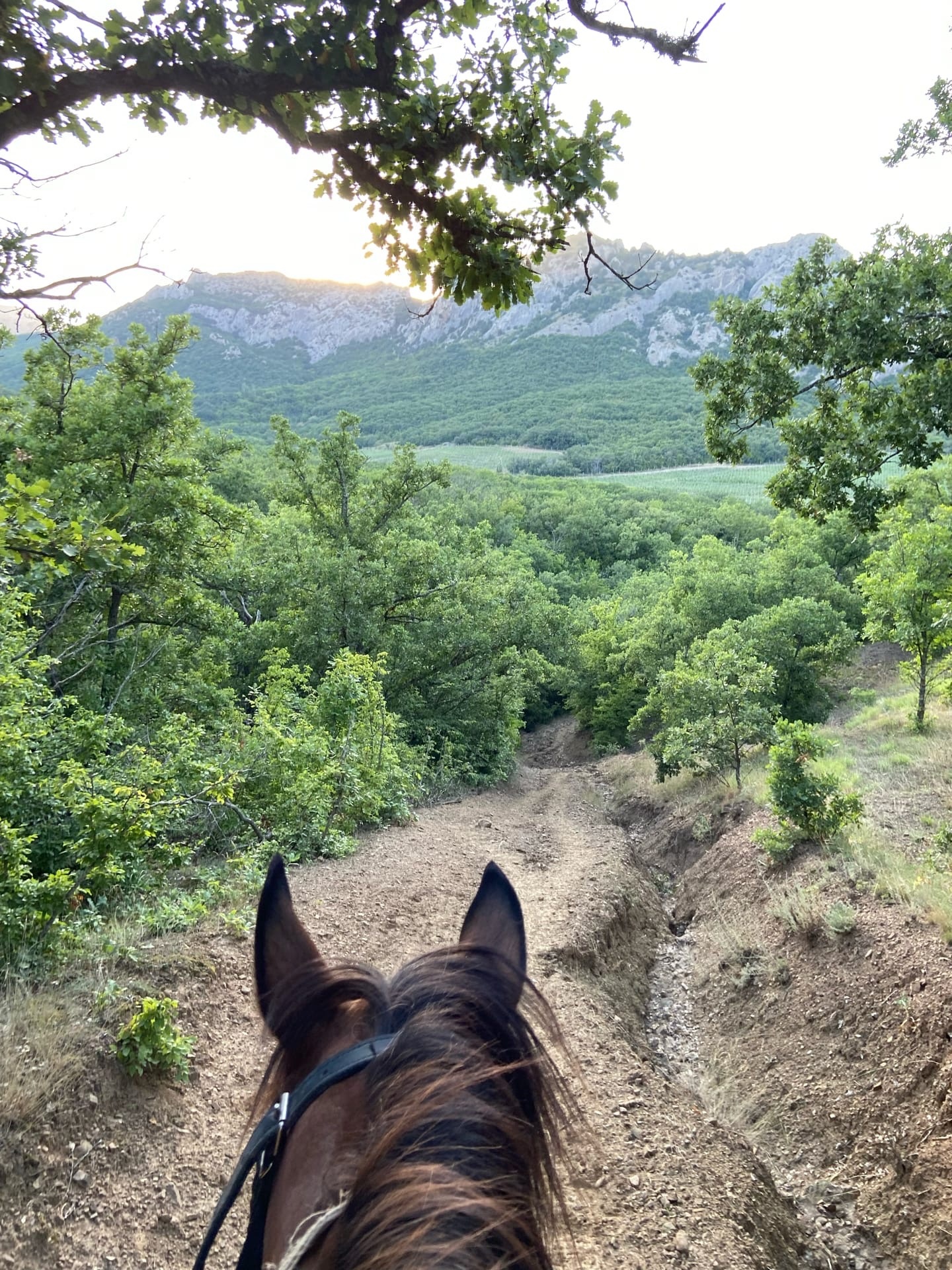 Отдых в Судаке – конные прогулки